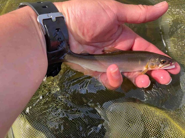 大きな石のある深場ですぐに掛かったが掛かりどころが悪い。 &copy;釣りビジョン
