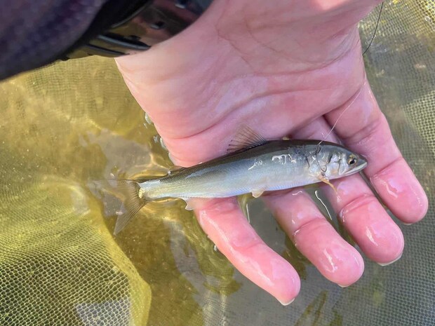 こんなおチビちゃんも多々。 &copy;釣りビジョン