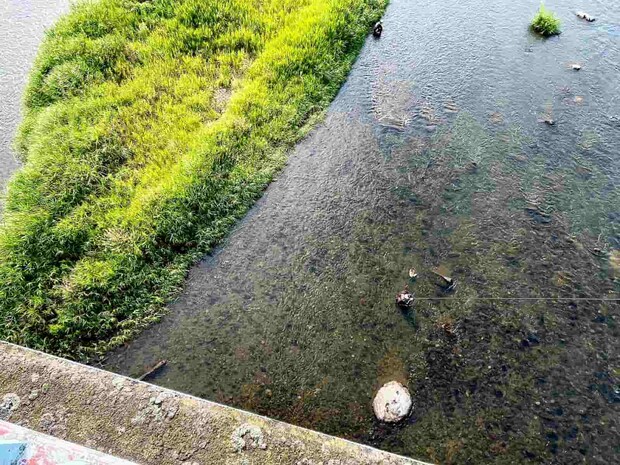 朝方に、多くの鮎が見えたポイントは石色が良かった。 &copy;釣りビジョン