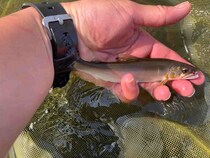 チビ鮎デカ鮎に翻弄される灼熱の相模川！いよいよ大会シーズンに突入だ！