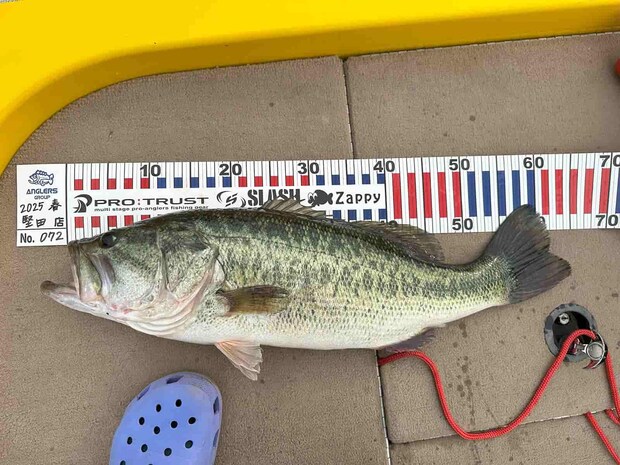 釣った直後に計測したら65cmはありそうな…デカいというか、長いバスだ。  &copy;望月俊典