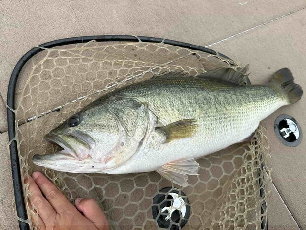 しつこくもう一枚。ビッグフィッシュ賞の設定はなかったが、もしあれば…。 &copy;望月俊典