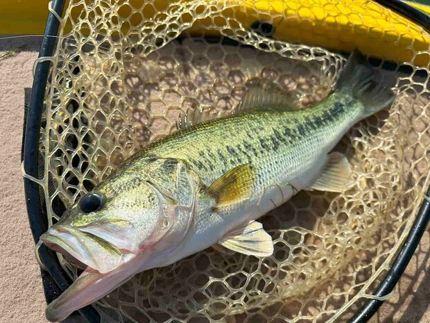 プラで釣れた50cmのバス。スポーニングの疲れから回復しつつある綺麗なオスに見える。  ©望月俊典