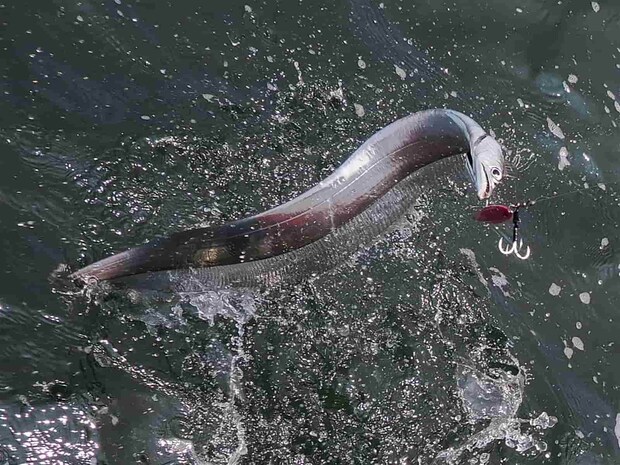 元気いっぱいの東京湾タチウオ。 &copy;釣りビジョン