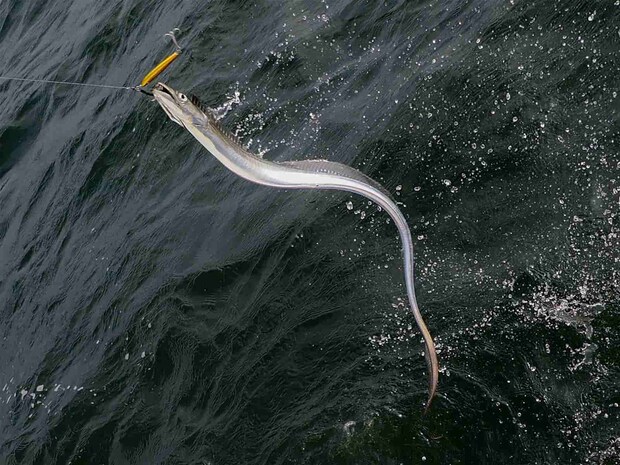 良いサイズだ。 &copy;釣りビジョン