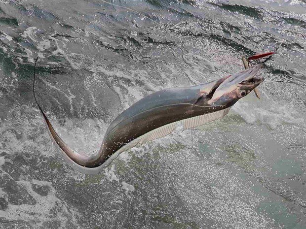 常連さんにもヒット。 &copy;釣りビジョン