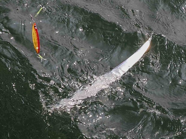 あえなくバレてしまった。残念！ &copy;釣りビジョン