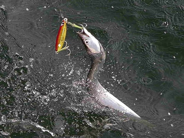 良型がヒット！ところが…。 &copy;釣りビジョン