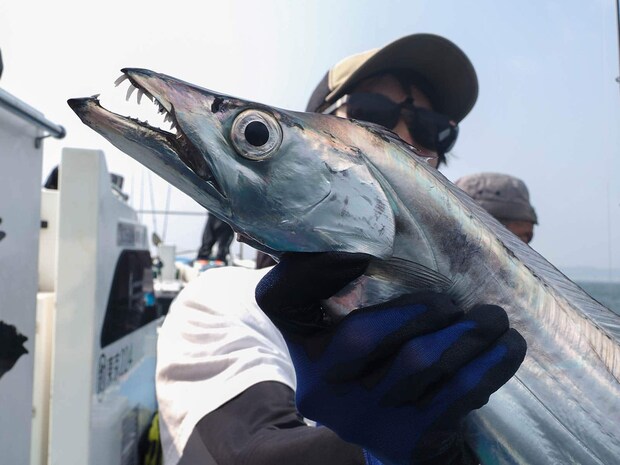 風格がある良型タチウオ。良い面構えだ。 &copy;釣りビジョン