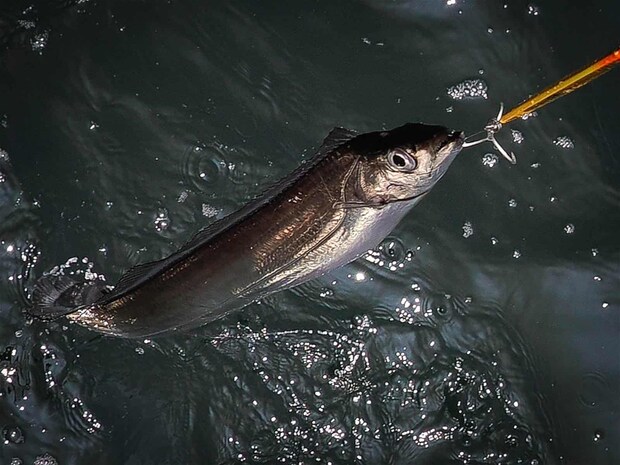 ルアータチウオの楽しさを満喫。 &copy;釣りビジョン