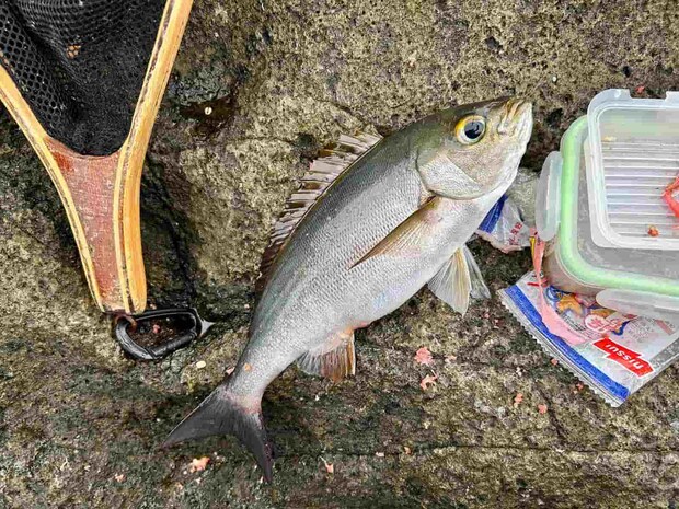 心地よい引きで楽しませてくれた30cm強の梅雨イサキ。 &copy;釣りビジョン