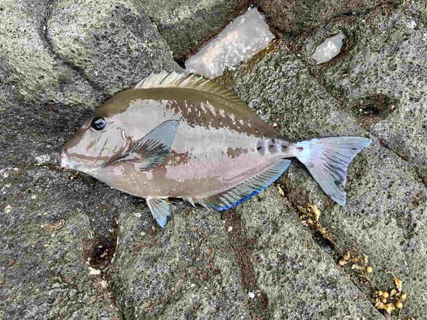 45cmクラスのサンノジも強い引きで楽しませてくれた。 &copy;釣りビジョン