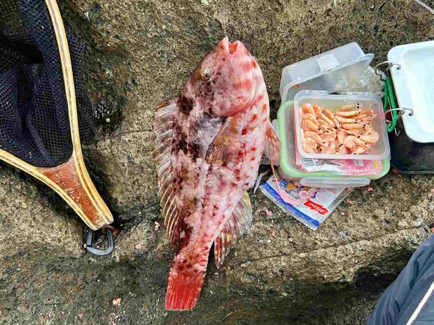 5mの棚で釣れた可愛いブダイ。 &copy;釣りビジョン