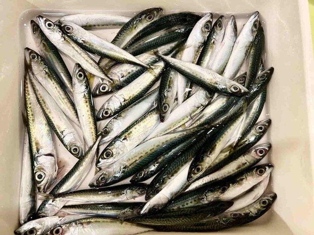 余った小鯖󠄀は唐揚げでいただくことに。 &copy;釣りビジョン