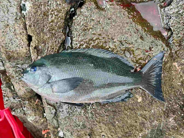 入賞を確信した43cmの良型口太！ &copy;釣りビジョン