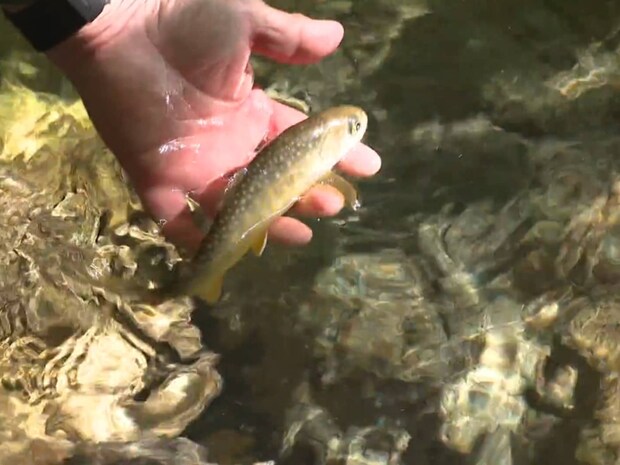 答え合わせを繰り返し、ラストには金イワナが連続HIT！トラウトから視認性の高いブラックパラシュートで！©釣りビジョン