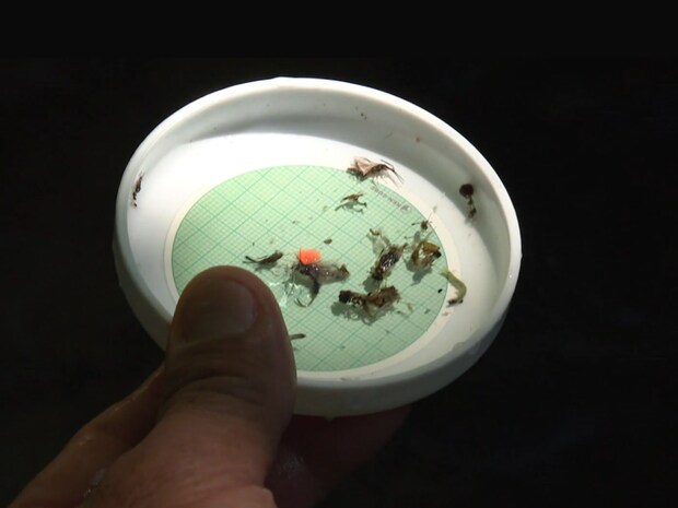 大きなフライには見向きもしなかったイワナたち。なんとか釣れた1匹のお腹の中を確かめてみたら、捕食物のサイズが、試行錯誤して選んだフライ（16番）と同じサイズだった！©釣りビジョン