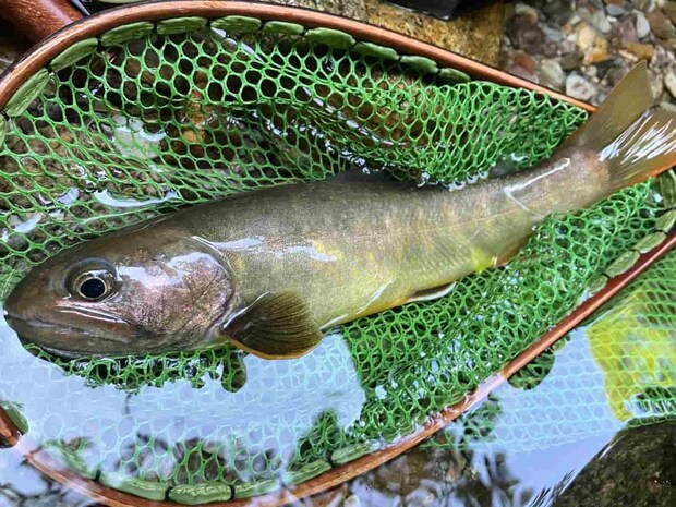 1匹めは尺に迫るイワナがHIT！水面のフライに良い反応を見せてくれた。©釣りビジョン