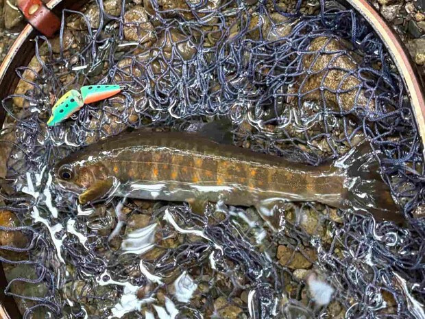 日本固有の亜種、ヤマトイワナ。©釣りビジョン