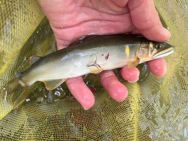 小さめな鮎でも針をひん曲げてくる程のパワーで引きは強いぞ！ ©釣りビジョン