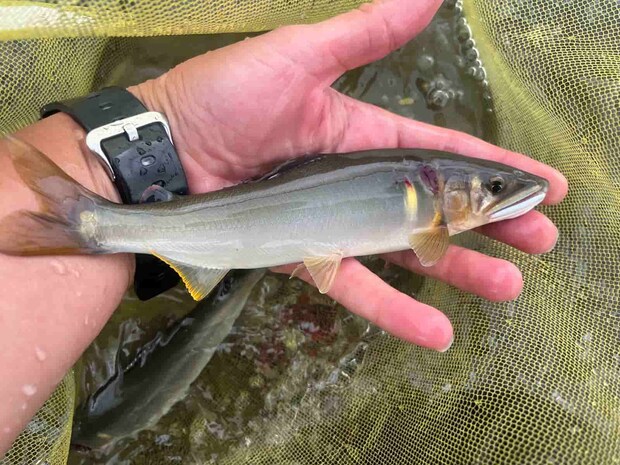 良型鮎の引きは抜群！あっという間にのされるぞ！ ©釣りビジョン