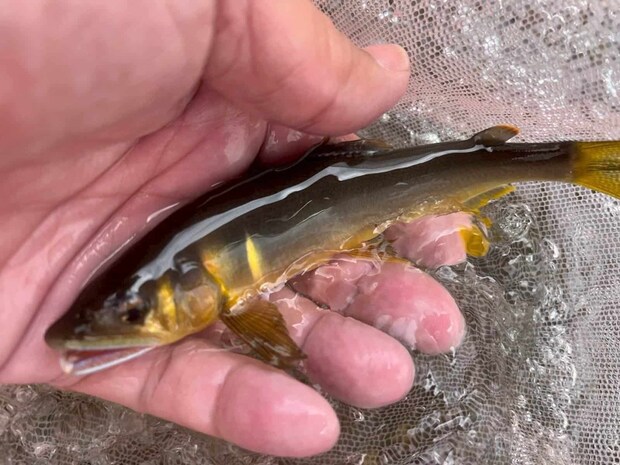 チビ鮎でも追星ギンギン！やる気満々！ ©釣りビジョン