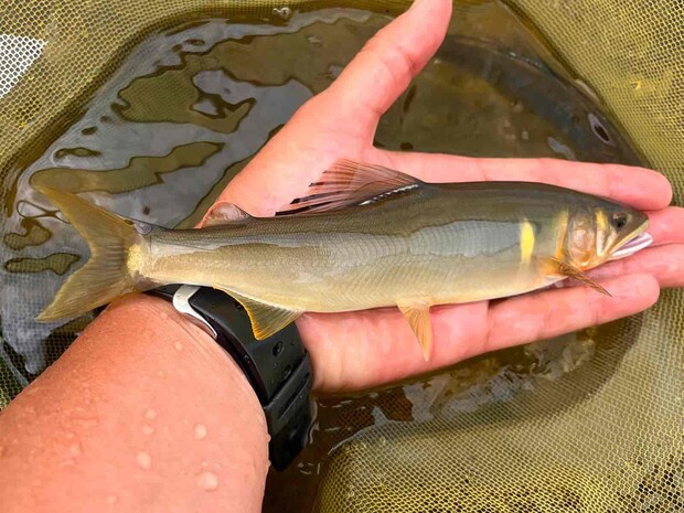 15時から活性は上がり良型鮎が多くなった。 ©釣りビジョン