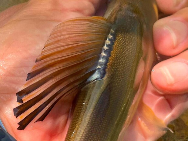 引きの強い井田鮎は背鰭が長く美しい！ ©釣りビジョン