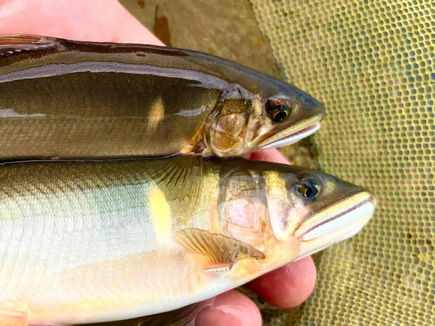 午後には連チャンも！ ©釣りビジョン