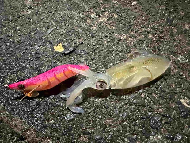 小さいヤリイカ（ヒイカかも？）も何杯か釣れた。 &copy;望月俊典