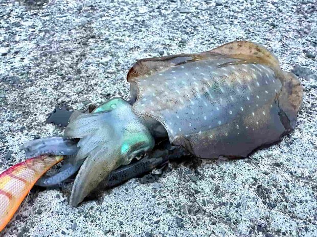 まだ明るいうちに釣れた2杯目のアオリイカ。悪くないサイズだ。 &copy;望月俊典