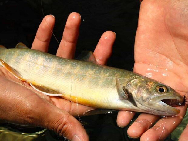 毛鉤に勢いよく出たはいいが、キョトンとしているようだ。 &copy;釣りビジョン