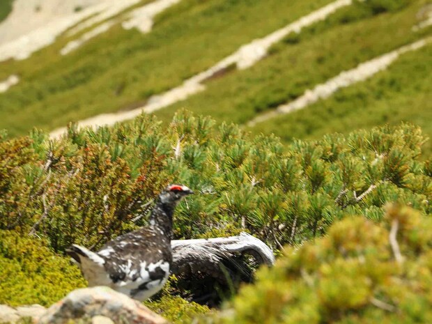 薬師岳周辺には雷鳥の出迎えもあり、幸先がいい。 &copy;釣りビジョン