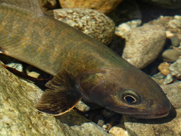 発達した頭部と鰭は、歴戦の潜水艦を象徴する。 &copy;釣りビジョン