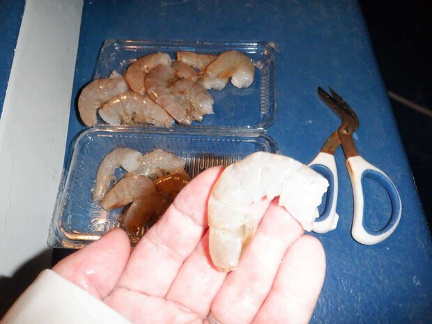 下処理したエビ餌。尾羽を切り殻を2枚剥いて身を露出させる。 ©釣りビジョン