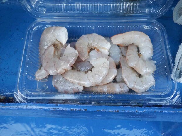 全てのエビ餌で下処理を済ませておく。 ©釣りビジョン