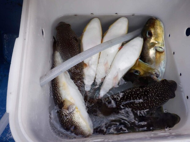 釣果は良型主体！海水桶に魚を入れて活かしておく。 &copy;釣りビジョン
