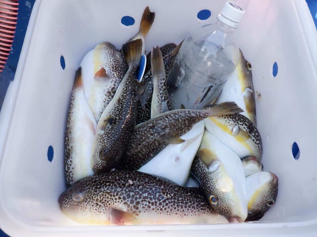 桶の海水を抜くと船長がペットボトル氷と番号札を入れてくれる。 &copy;釣りビジョン