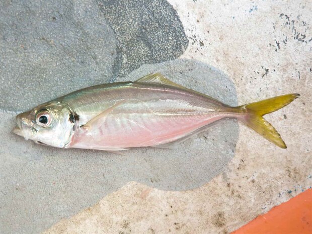 幅広の良いマアジだ。 &copy;釣りビジョン