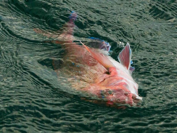 マダイだ。 &copy;釣りビジョン