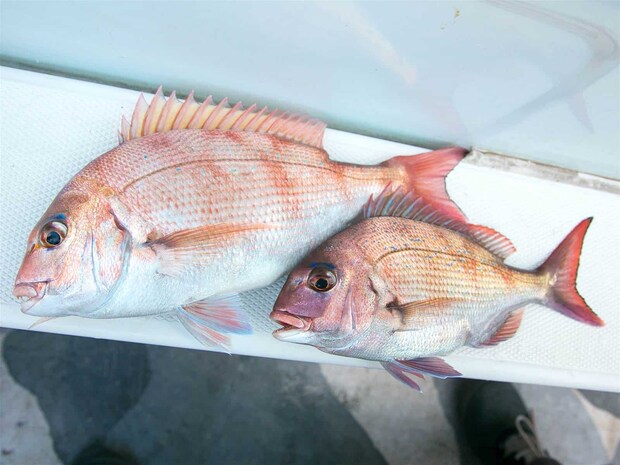 マダイの反応がかなり出ていたとのこと。 &copy;釣りビジョン