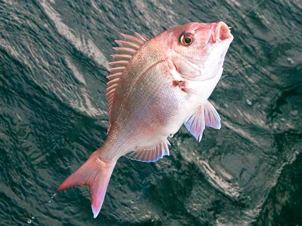 再びマダイがヒット。 &copy;釣りビジョン