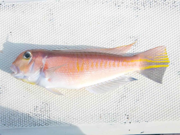 こちらはアカアマダイ。 &copy;釣りビジョン