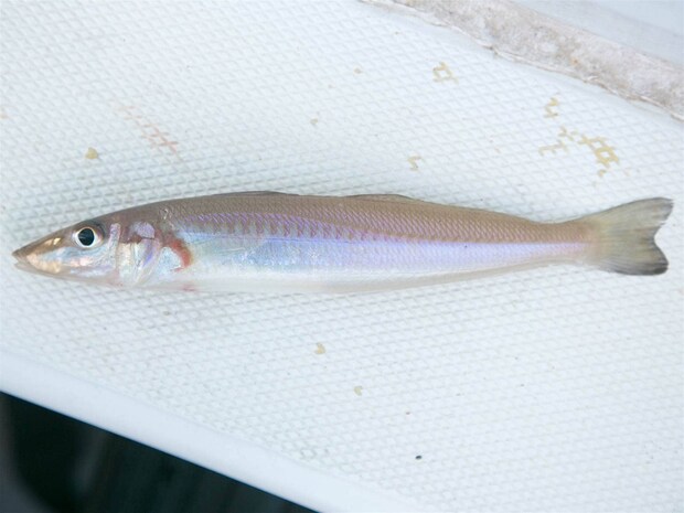 シロギスも登場。 &copy;釣りビジョン