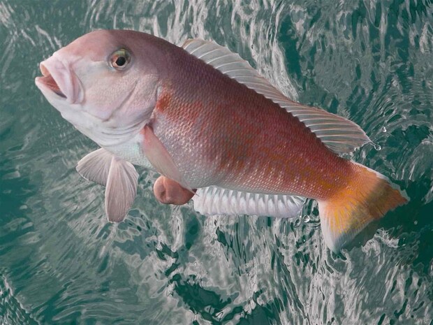 良型シロアマダイ浮上。 &copy;釣りビジョン