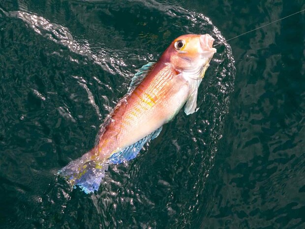 今度はアカアマダイ。 &copy;釣りビジョン