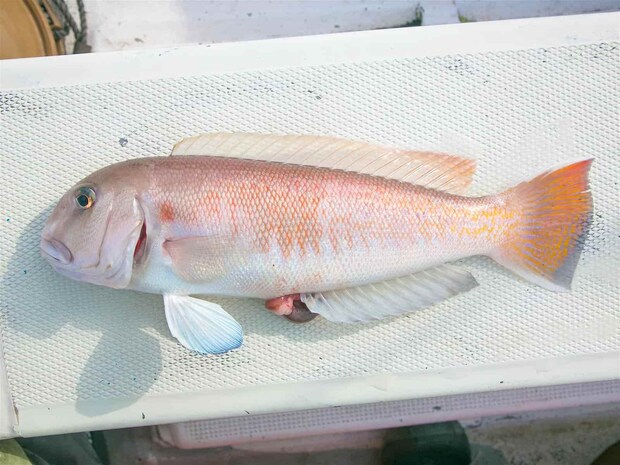 こちらがシロアマダイ。尾鰭や目の周りに違いが見られる。 &copy;釣りビジョン