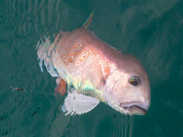 「おおおっ」と歓声が。 &copy;釣りビジョン