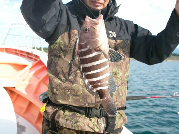 マハタも高級魚。 &copy;釣りビジョン