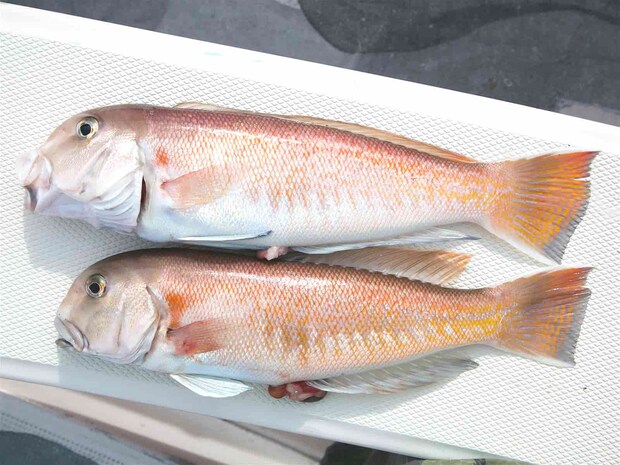 最高の一日でした。 &copy;釣りビジョン